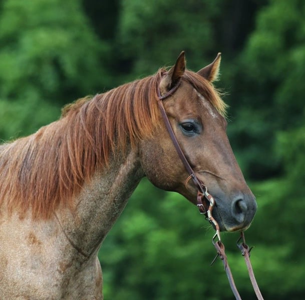 American Quarter Horse Wallach 11 Jahre 155 cm in Mount Vernon, KY