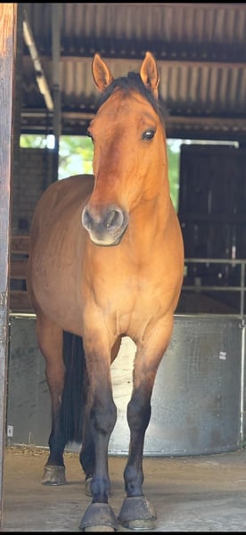 American Quarter Horse, Wallach in Haltern am See
