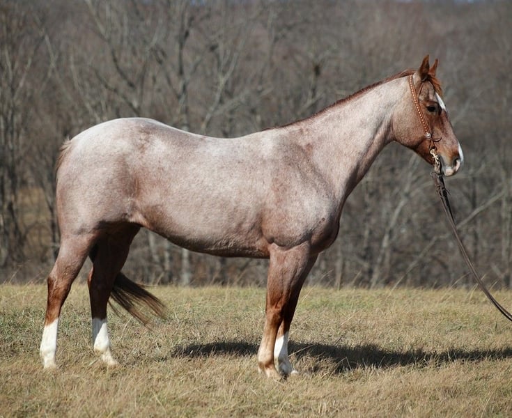 American Quarter Horse Wallach 13 Jahre 152 cm in Mount vernon KY