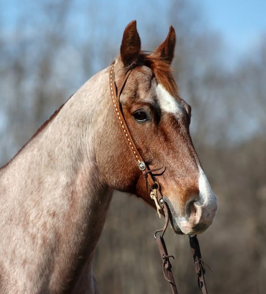 American Quarter Horse Wallach 13 Jahre 152 cm in Mount vernon KY