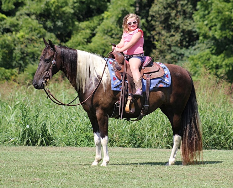 American Quarter Horse Wallach 15 Jahre 142 cm in Mount Vernon Ky