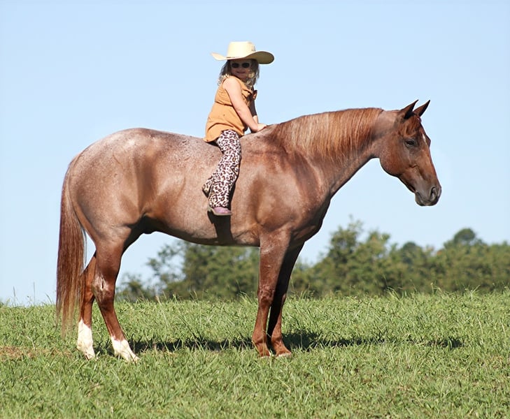 American Quarter Horse Wallach 15 Jahre 152 cm in Mount Vernon KY