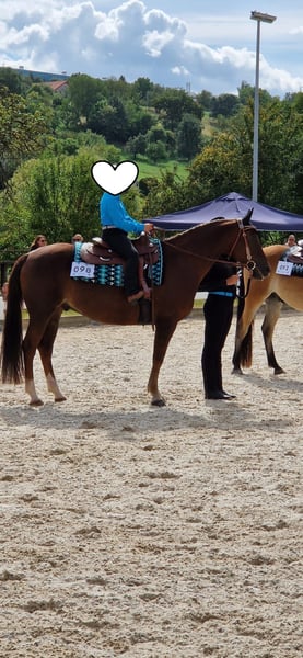 American Quarter Horse, Wallach in Schönberg
