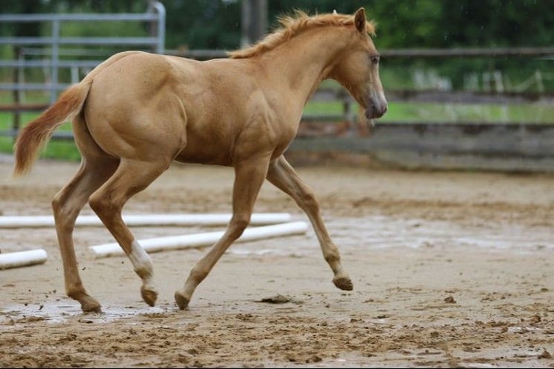 American Quarter Horse, Wallach in Burgheim