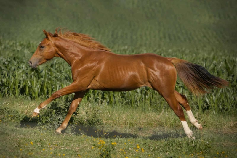 American Quarter Horse, Wallach in Igling