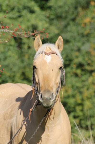 American Quarter Horse, Wallach in Greifenstein