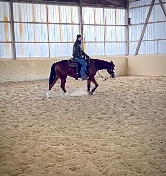 American Quarter Horse, Wallach in Steyerberg Deblinghausen