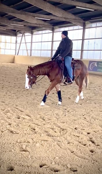 American Quarter Horse, Wallach in Steyerberg Deblinghausen