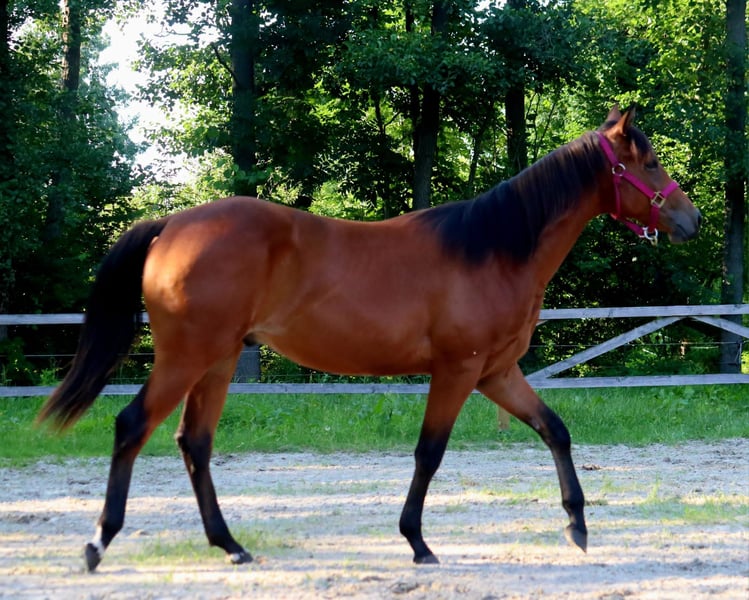 American Quarter Horse, Wallach in Zossen
