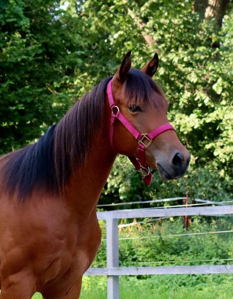American Quarter Horse, Wallach in Zossen