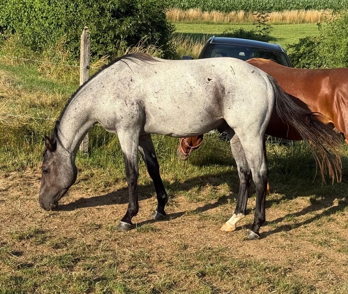 American Quarter Horse, Wallach in Daleiden