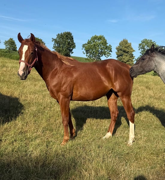 American Quarter Horse, Wallach in Daleiden