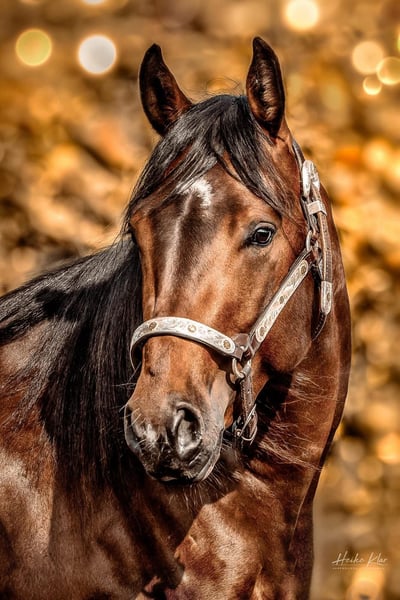 American Quarter Horse, Wallach in Laubach