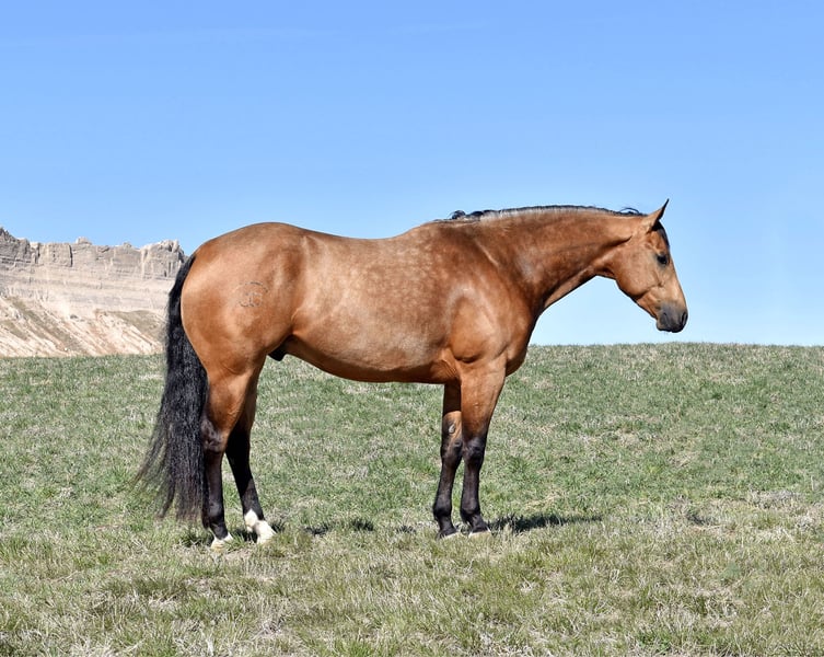 American Quarter Horse Wallach 4 Jahre 150 cm Buckskin in Bayard Nebrasak