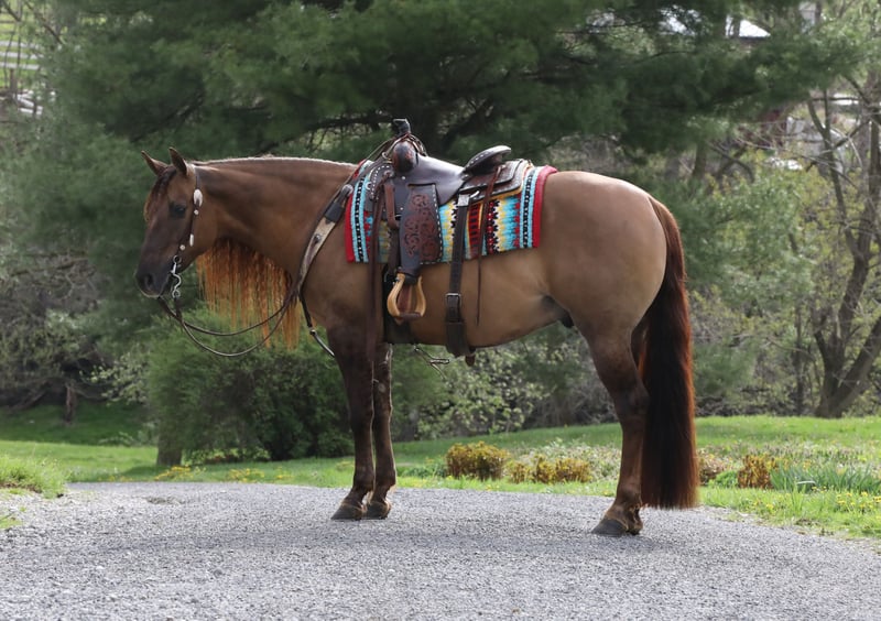 American Quarter Horse Wallach 4 Jahre 150 cm Falbe in Millersburg,oh