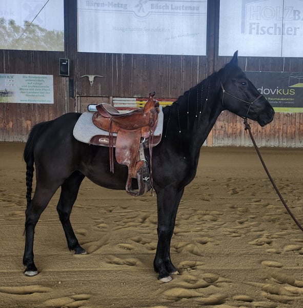 American Quarter Horse Wallach 4 Jahre 150 cm Rappe in Fußach