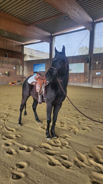 American Quarter Horse Wallach 4 Jahre 150 cm Rappe in Fußach