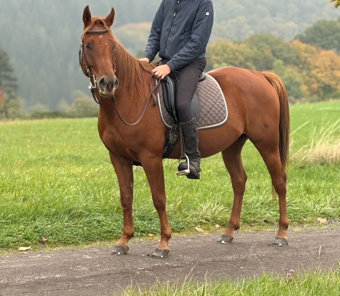 American Quarter Horse, Wallach in Nürburg