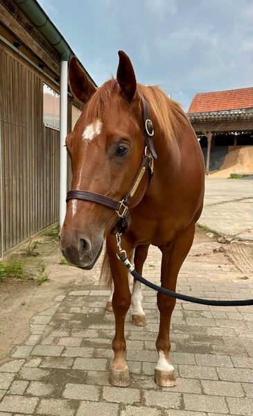 American Quarter Horse, Wallach in Litzendorf