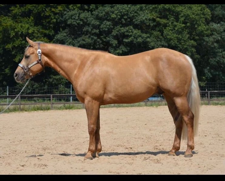 American Quarter Horse, Wallach in Wusterhausen (Dosse)
