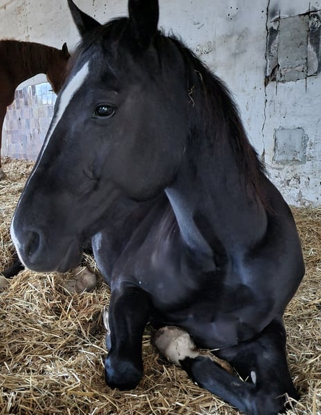 American Quarter Horse, Wallach in Radebeul