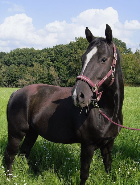American Quarter Horse, Wallach in Radebeul