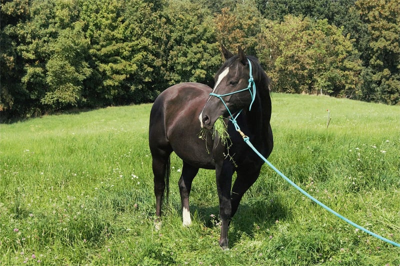 American Quarter Horse, Wallach in Radebeul