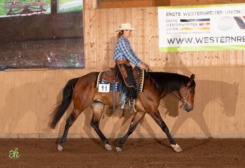 American Quarter Horse, Wallach in Freystadt