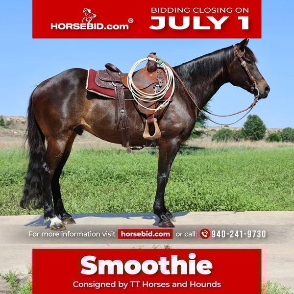 American Quarter Horse Wallach 6 Jahre 152 cm in Dalhart, TX