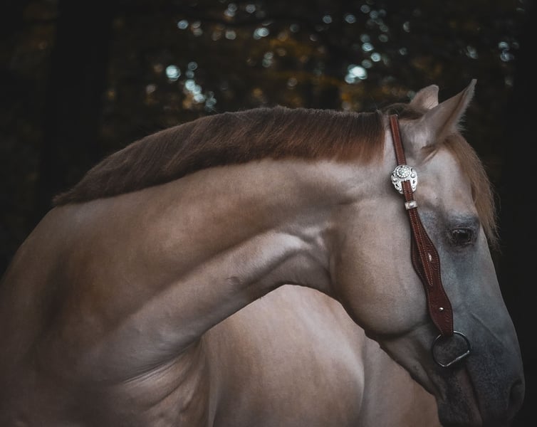 American Quarter Horse, Wallach in Nettersheim