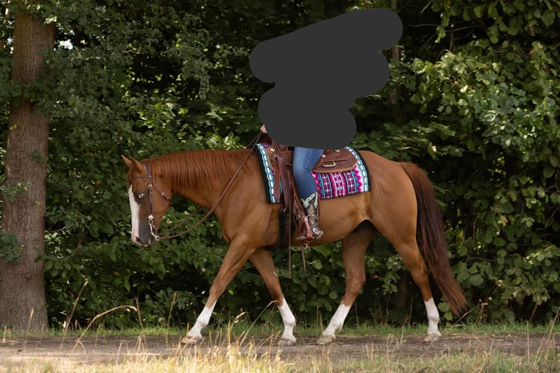 American Quarter Horse, Wallach in Kemnath