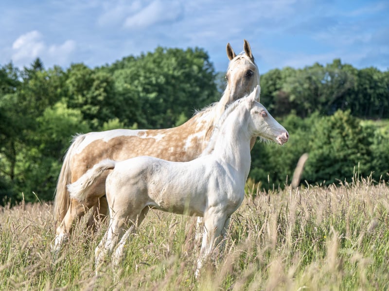 American Saddlebred, Stute in Kierspe