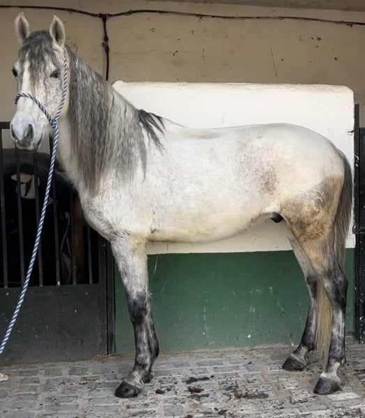 9 Year Old Dapple Gray Andalusian