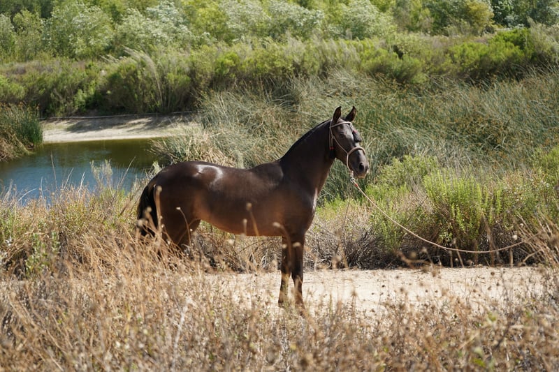Andalusian, Mare in Corona, CA
