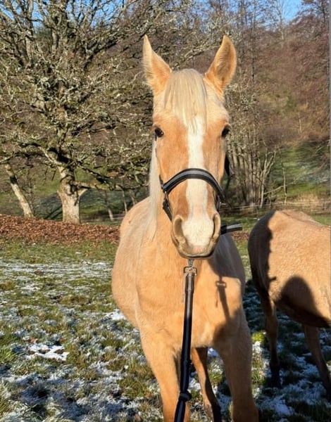 Andalusier, Hengst in Birkenfeld