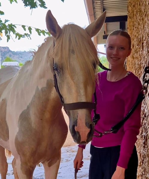 Andalusier, Hengst in Neu-Anspach