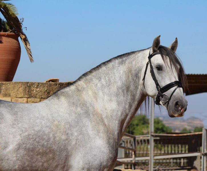 Andalusier Hingst 4 år 168 cm in Sevilla