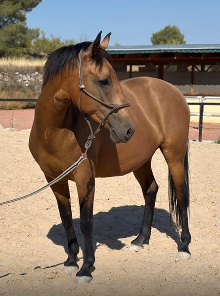 Andalusier, Stute in Martfeld