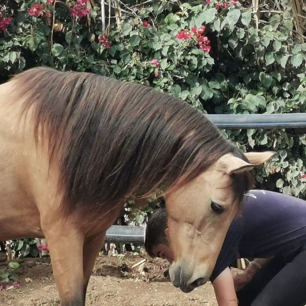 Andalusier, Stute in Adra Almeria