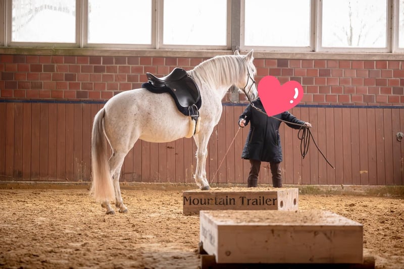 Andalusier, Stute in Heiden