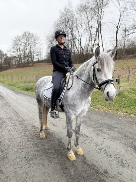 Andalusier, Stute in Wilnsdorf