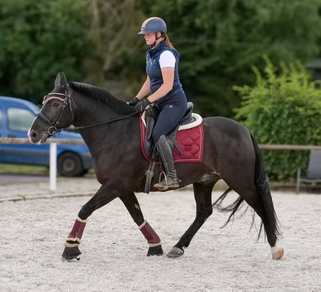 Andalusier, Wallach in Neustadt (Wied)