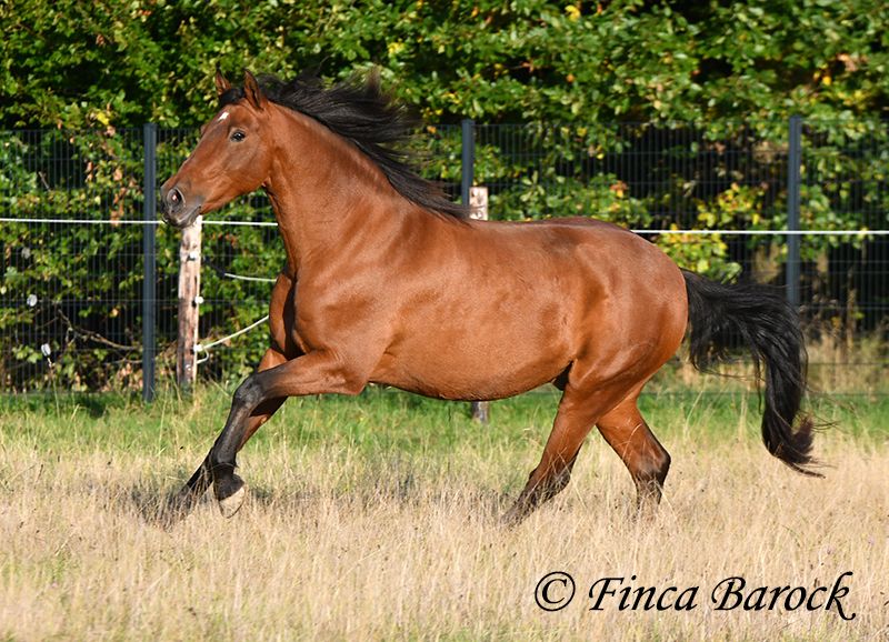 Andalusier, Wallach in Wiebelsheim