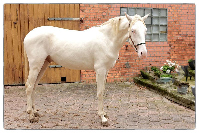 Andalusier, Wallach in Teldau