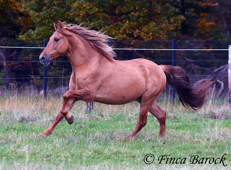 Andalusier, Wallach in Wiebelsheim