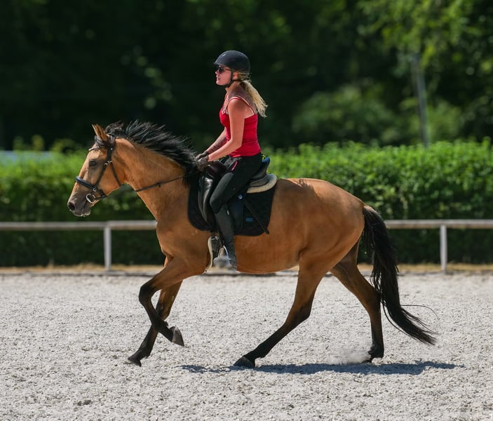 Andalusier, Wallach in Neustadt (Wied)