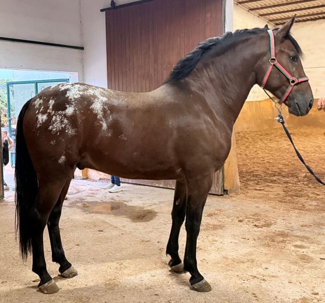 Andalusier, Wallach in Martfeld