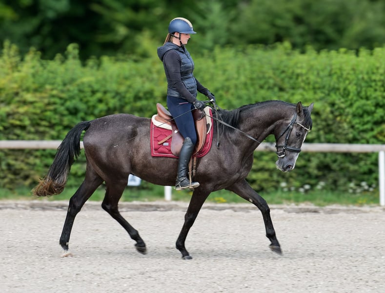Andalusier, Wallach in Neustadt (Wied)