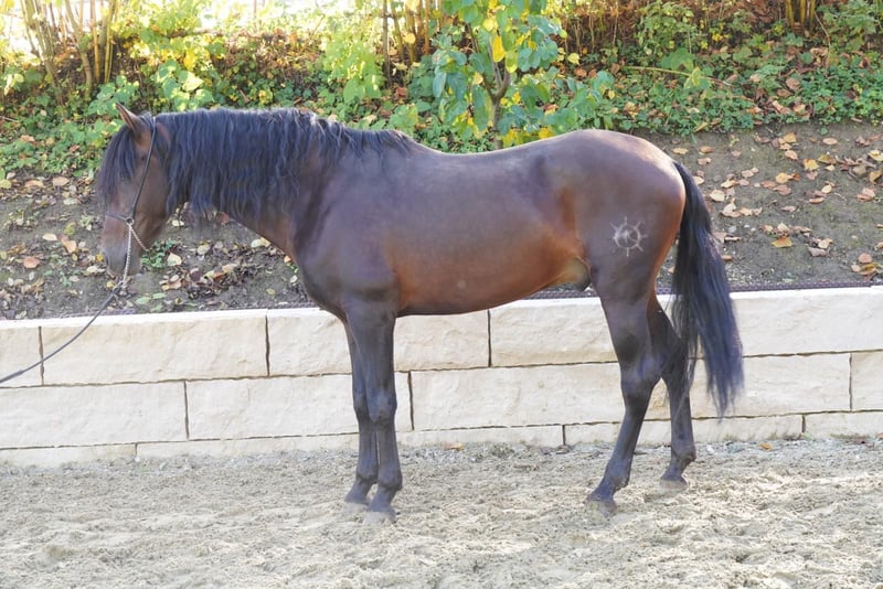 Andalusier, Wallach in Krumbach