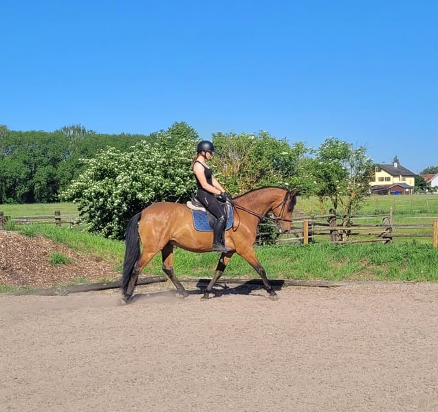Andalusier, Wallach in Karlshuld